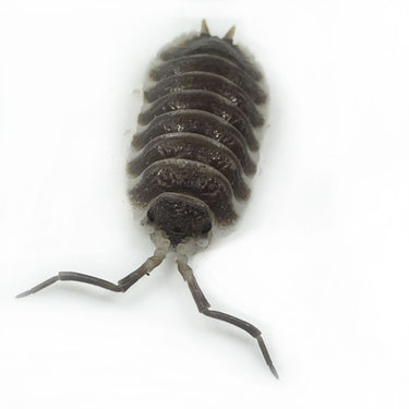 Porcellio Hoffmannseggii Chocolate XL Titan Isopod